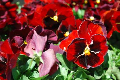 Pansy Inspire DeluXXe™ 'Red Blotch'