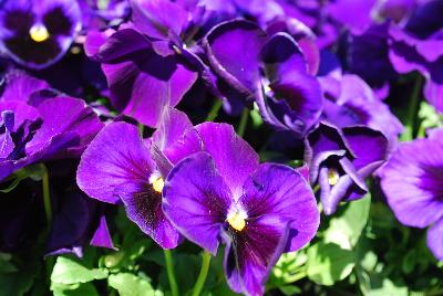 Inspire DeluXXe™ Pansy Deep Blue Blotch 