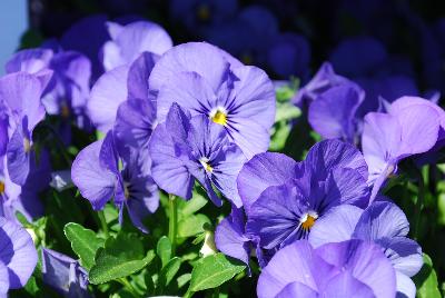Admire™ Viola Blue