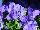 Ernst Benary of Amercia Inc. : Viola  'Blue' 