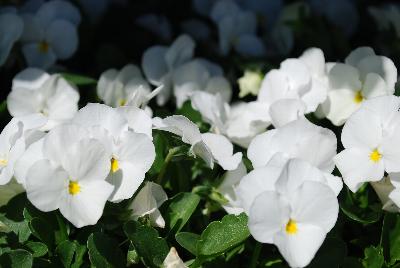 Admire™ Viola White