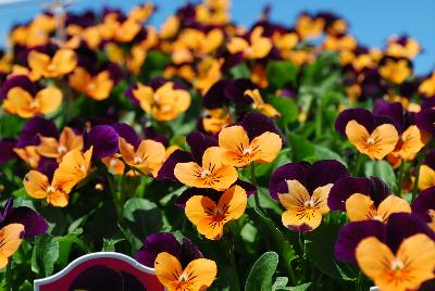 Admire™ Viola Orange Purple Wing