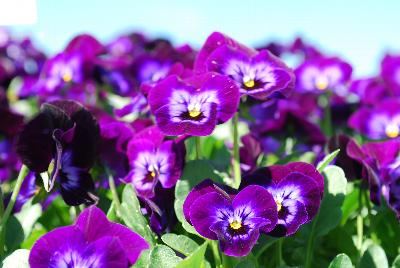 Admire™ Viola Denim