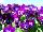 Ernst Benary of Amercia Inc. : Viola  'Denim' 