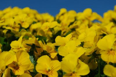 Admire&trade; Viola Yellow 