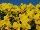 Ernst Benary of Amercia Inc. : Viola  'Yellow' 