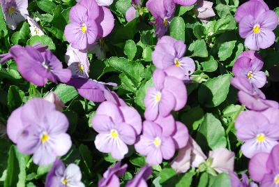 Admire&trade; Viola Pink 