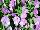 Ernst Benary of Amercia Inc. : Viola  'Pink' 