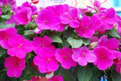 Impatiens Lollipop 'Raspberry Violet'