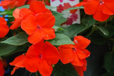 Impatiens Lollipop 'Orange'