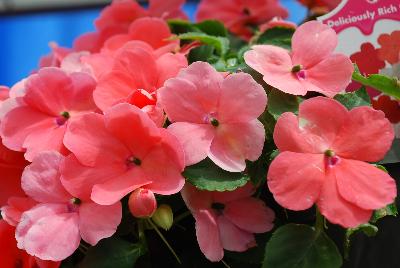 Impatiens Lollipop 'Peach Salmon'