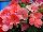 Ernst Benary of Amercia Inc. : Impatiens  'Peach Salmon' 