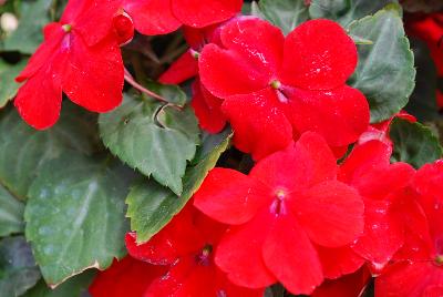 Impatiens Lollipop 'Cherry Red'