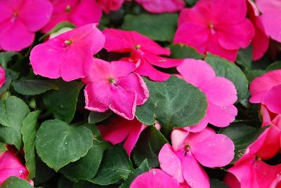 Impatiens Lollipop 'Pomegranate Carmine'