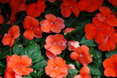 Impatiens Lollipop 'Orange'