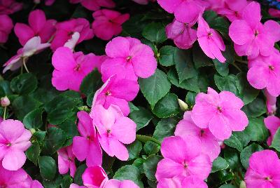 Impatiens Lollipop 'Fruit Punch Rose'