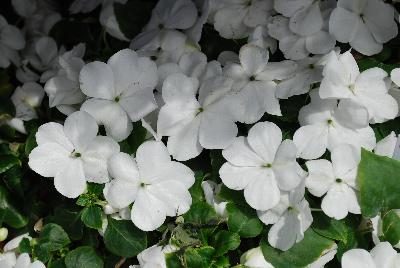 Impatiens Lollipop 'Coconut White'