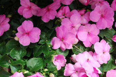 Impatiens Lollipop 'Bubblegum Pink'