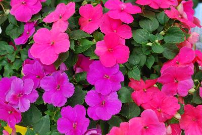 Impatiens Lollipop 'Maxi Mix'