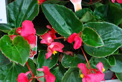 Big® Begonia Rose Green Leaf 