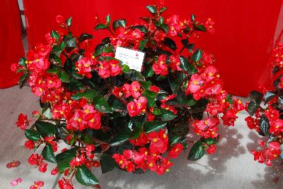 Big® Begonia Red Green Leaf 