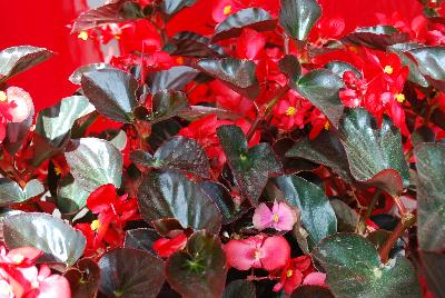 Ernst Benary of Amercia Inc. : Big® Begonia Red Bronze Leaf 