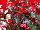 Ernst Benary of Amercia Inc. : Begonia  'Red Bronze Leaf' 