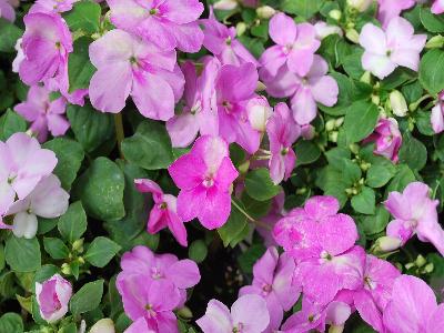 Impatiens Advantage 'Blue'