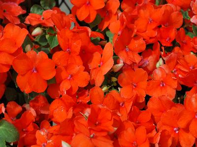 Advantage Impatiens Orange 