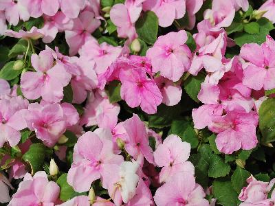 Impatiens Advantage 'Pink'