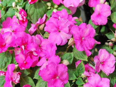 Advantage Impatiens Rose 