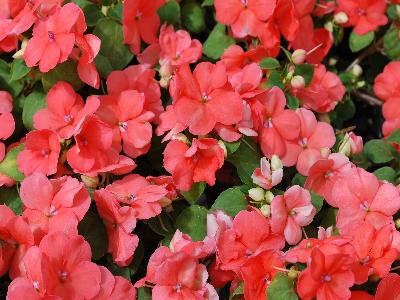 Impatiens Advantage 'Salmon'