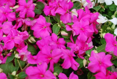 Ernst Benary of Amercia Inc. : Tempo™ Impatiens Deep Pink 