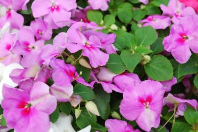 Impatiens Tempo™ 'Lavender'