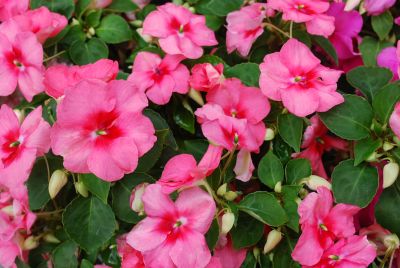 Impatiens Tempo™ 'Strawberry Butterfly'