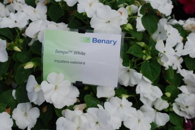 Ernst Benary of Amercia Inc. : Tempo™ Impatiens White 