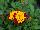 Ernst Benary of Amercia Inc. : Tagetes patula 'Spry' 