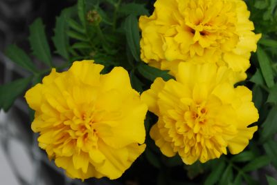 Little Hero™ Tagetes patula Yellow 