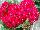Ernst Benary of Amercia Inc. : Pentas  'Lipstick' 