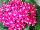 Ernst Benary of Amercia Inc. : Pentas  'Rose' 