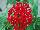 Ernst Benary of Amercia Inc. : Pentas  'Deep-Red' 