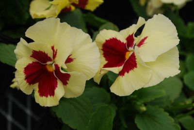 Pansy Inspire™ 'Lemon with Red Blotch'