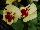 Ernst Benary of Amercia Inc. : Pansy wittrockiana 'Lemon with Red Blotch' 