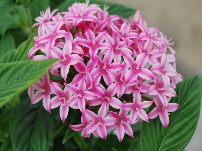 Kaleidoscope&trade; Pentas lanceolata Appleblossom 