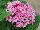 Ernst Benary of Amercia Inc. : Pentas  'Appleblossom' 