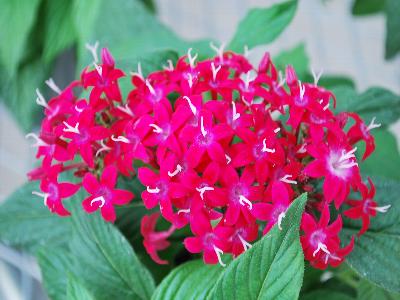 Kaleidoscope&trade; Pentas lanceolata Carmine 