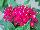Ernst Benary of Amercia Inc. : Pentas  'Carmine' 