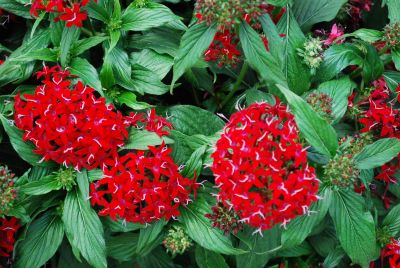 Kaleidoscope&trade; Pentas lanceolata Deep Red 