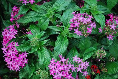 Kaleidoscope&trade; Pentas lanceolata Lilac 
