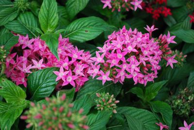 Kaleidoscope&trade; Pentas lanceolata Pink 
